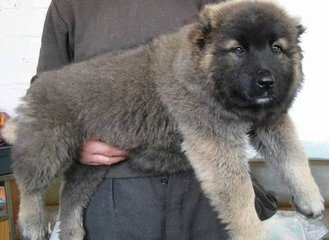 大骨架高加索 毛色好 品相佳 威武神气品质保证