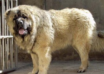 大骨架高加索 毛色好 品相佳 威武神气品质保证