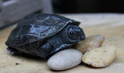 草龟幼龟的饲养方法