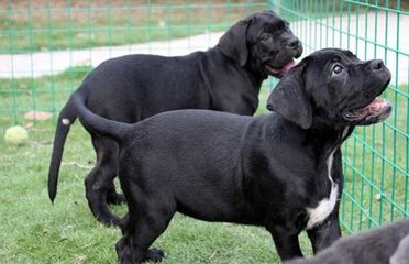 繁殖基地出售赛级品相卡斯罗幼犬,保健康包纯种签质保