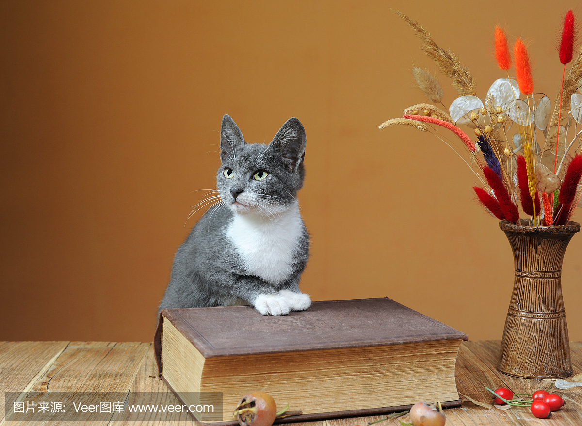 猫摆在书和花旁边