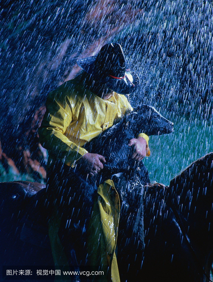 农民在马上携带小牛在雨中