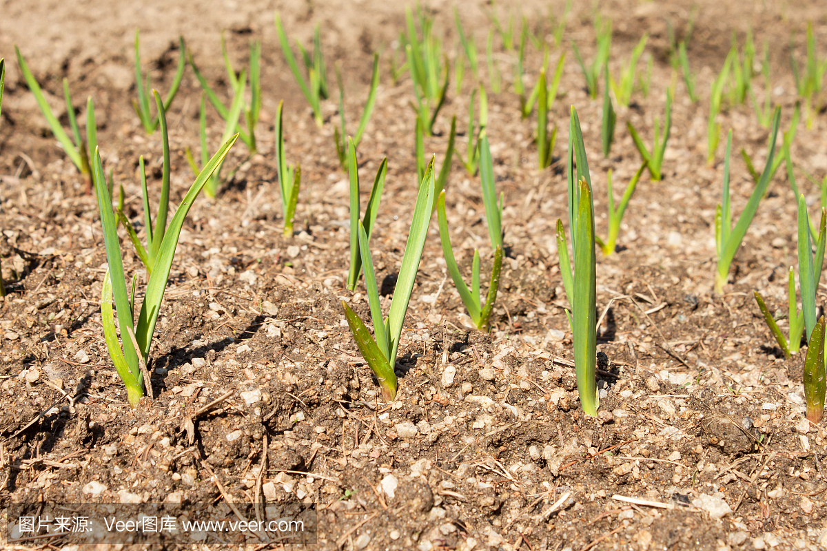 春天大蒜芽。种植蔬菜