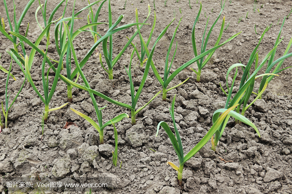 补丁与大蒜。在花园里种植大蒜