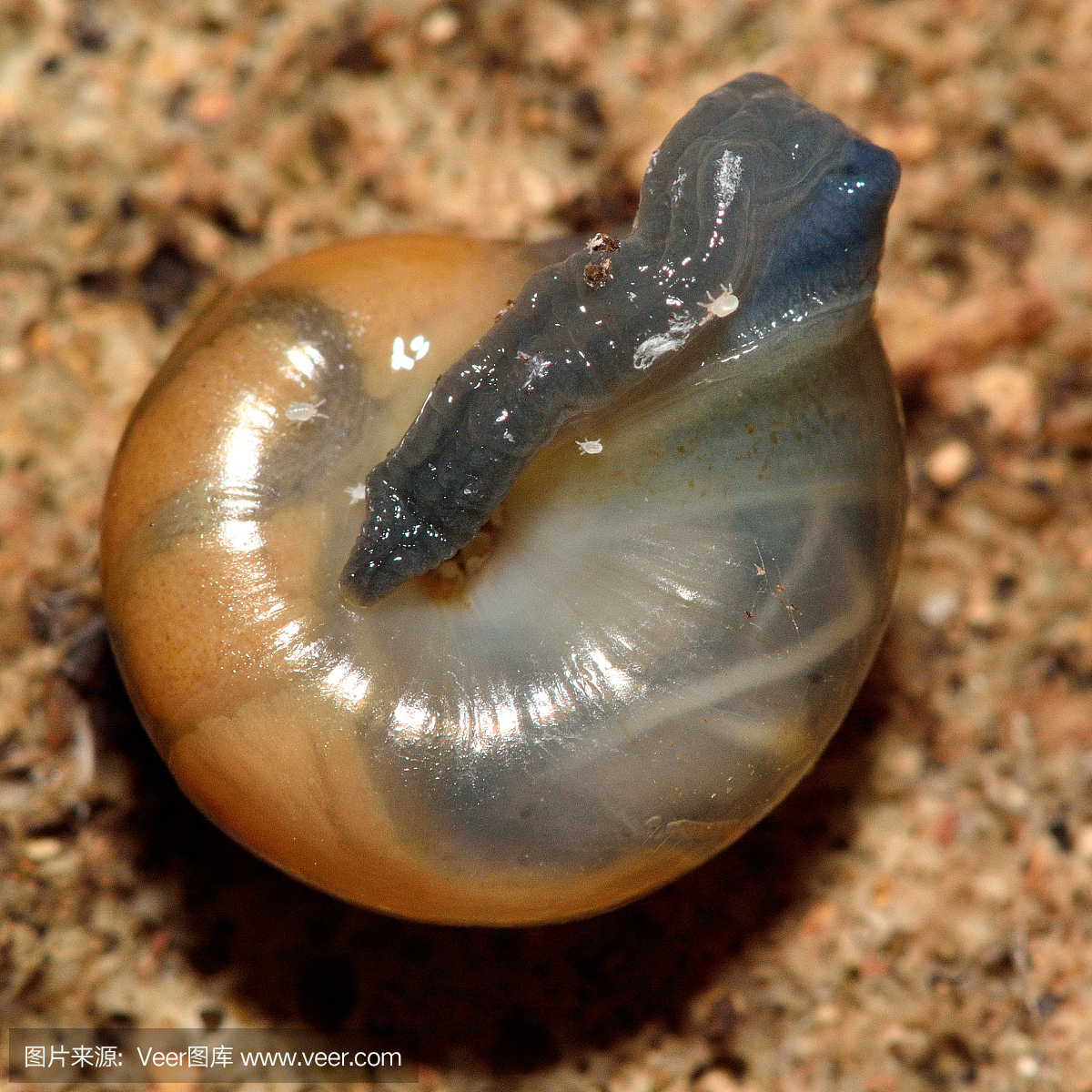 大蒜蜗牛(Riccardoella limacum)上的lug螨(Oxy