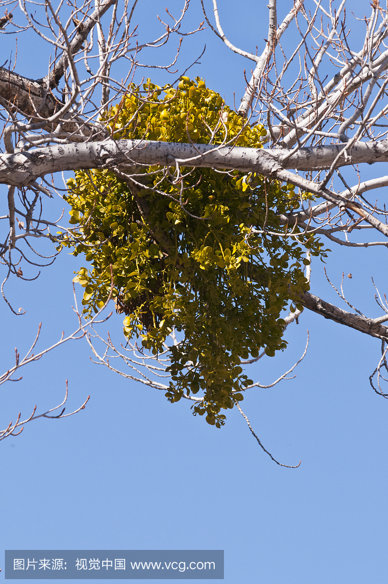 槲寄生在主机杨树(棉花)树上