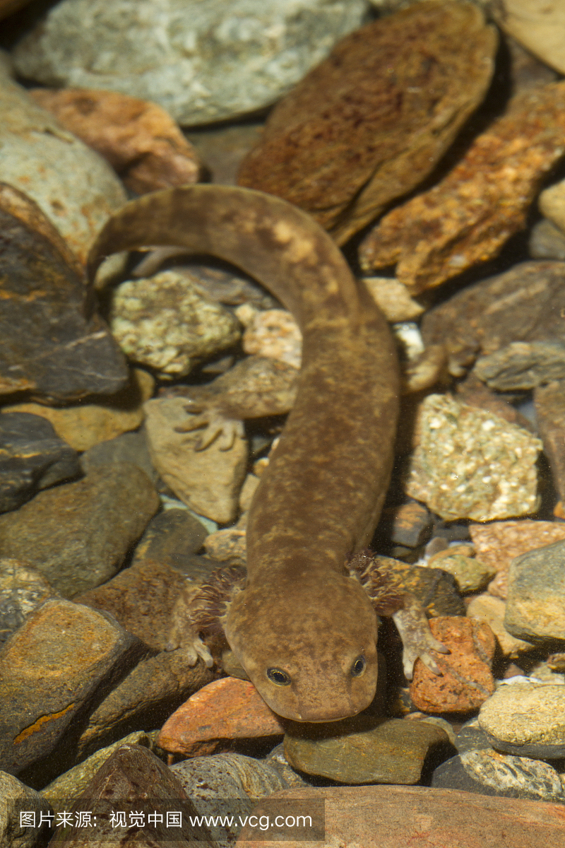娃娃鱼,中国大鲵,户外,露天