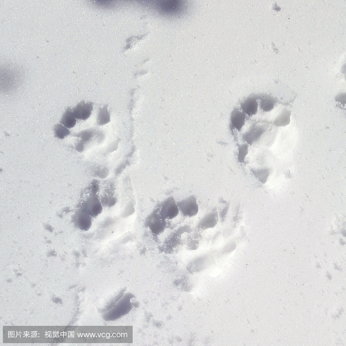 狗脚印在雪覆盖的领域