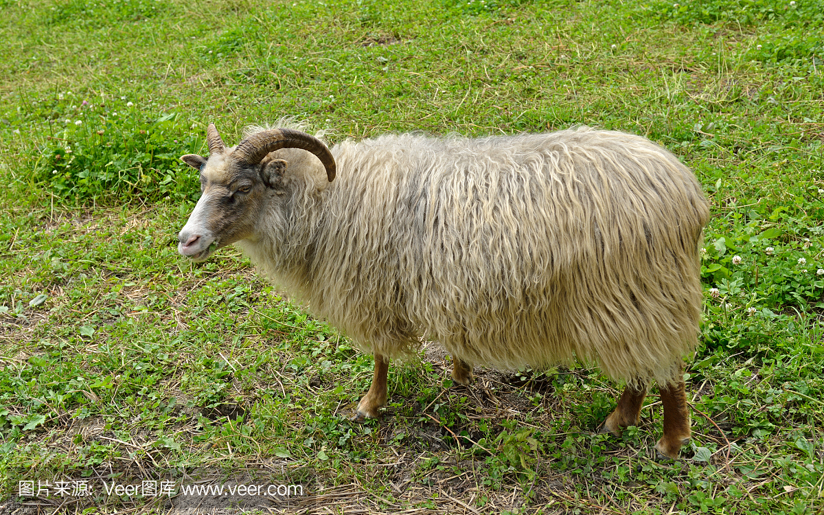 老挪威羊品种(维尔索)。挪威