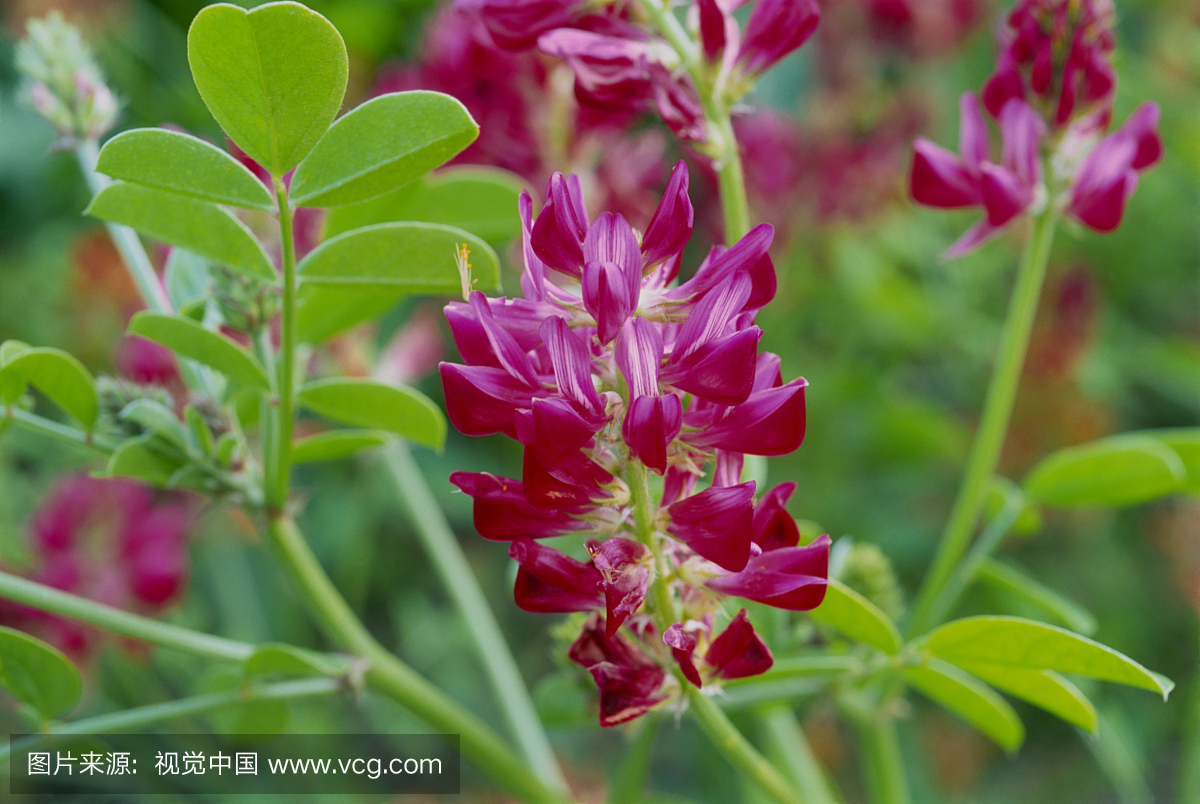 法国金银花(Hedysarum coronarium)