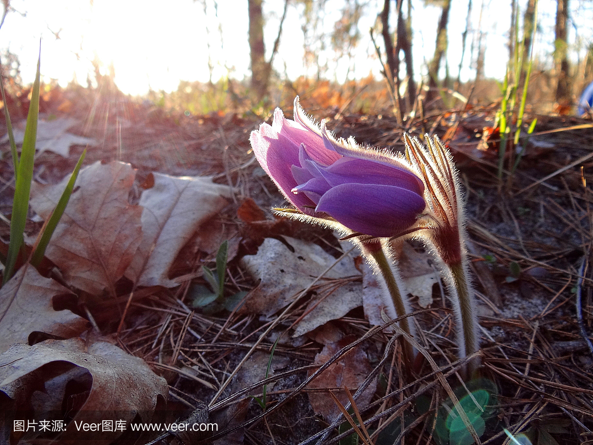 小草花梦想在森林里在一个晴朗的早晨