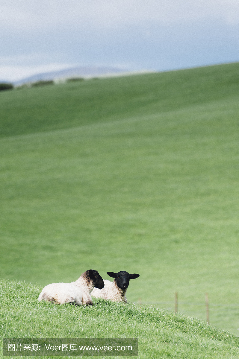 英语湖区:羔羊在草甸反对连绵起伏的山丘