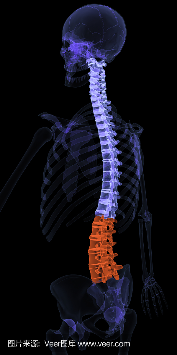 脊椎脊椎突出显示