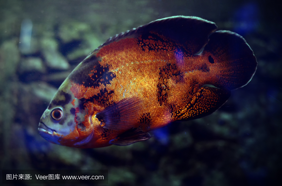 奥斯卡鱼在黑暗的水族馆水中。南美洲亚马逊河
