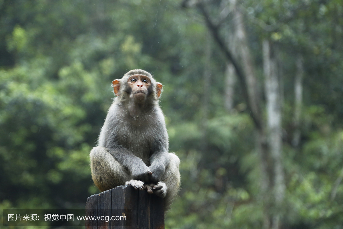 可爱猴子-广西贺州市姑婆山