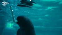 壁纸 海底 海底世界 海洋馆 水族馆 200_112 gif 动态图 动图