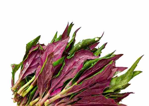 凉拌血皮菜_血皮菜真的致癌吗_猴腿菜致癌