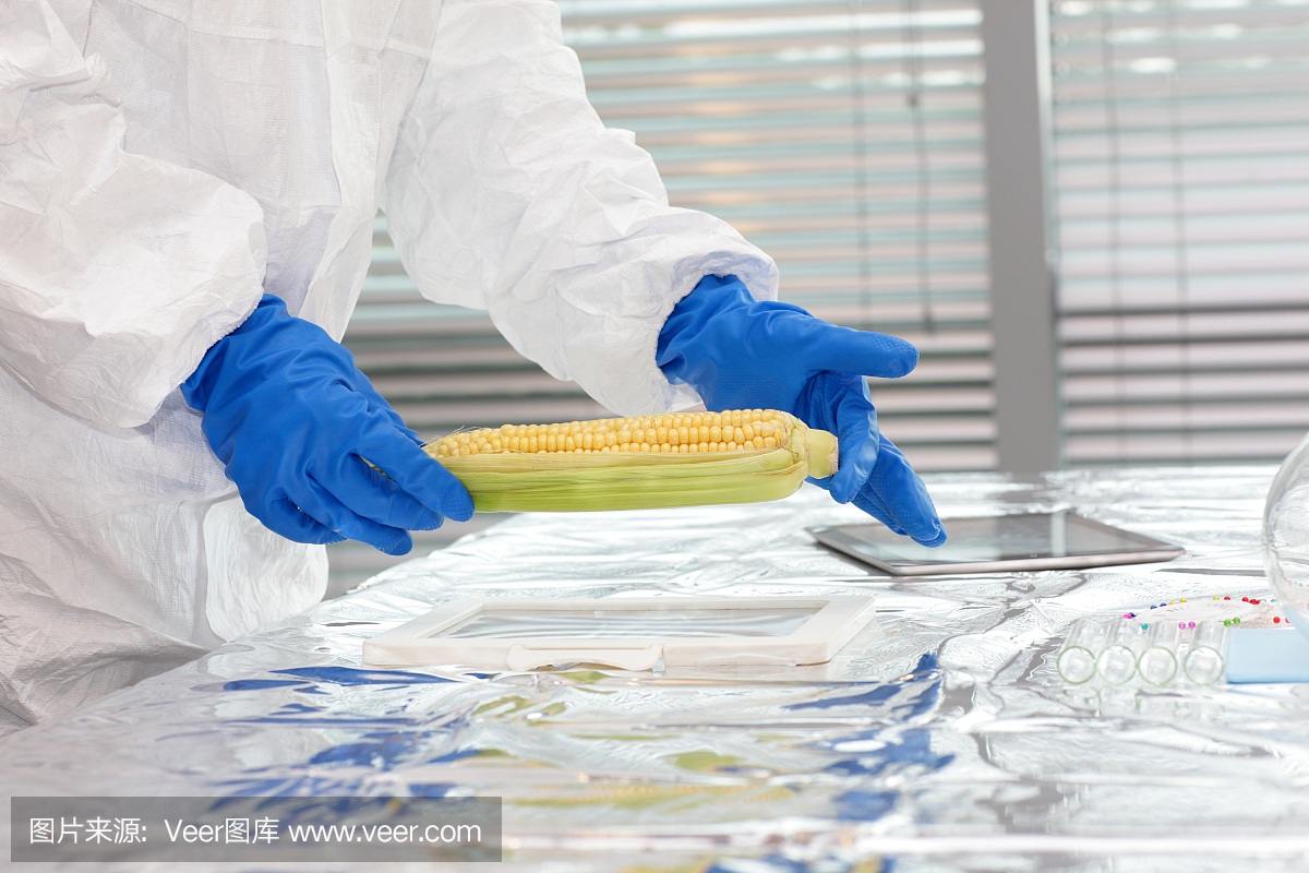 科学家在实验室测试gmo甜玉米