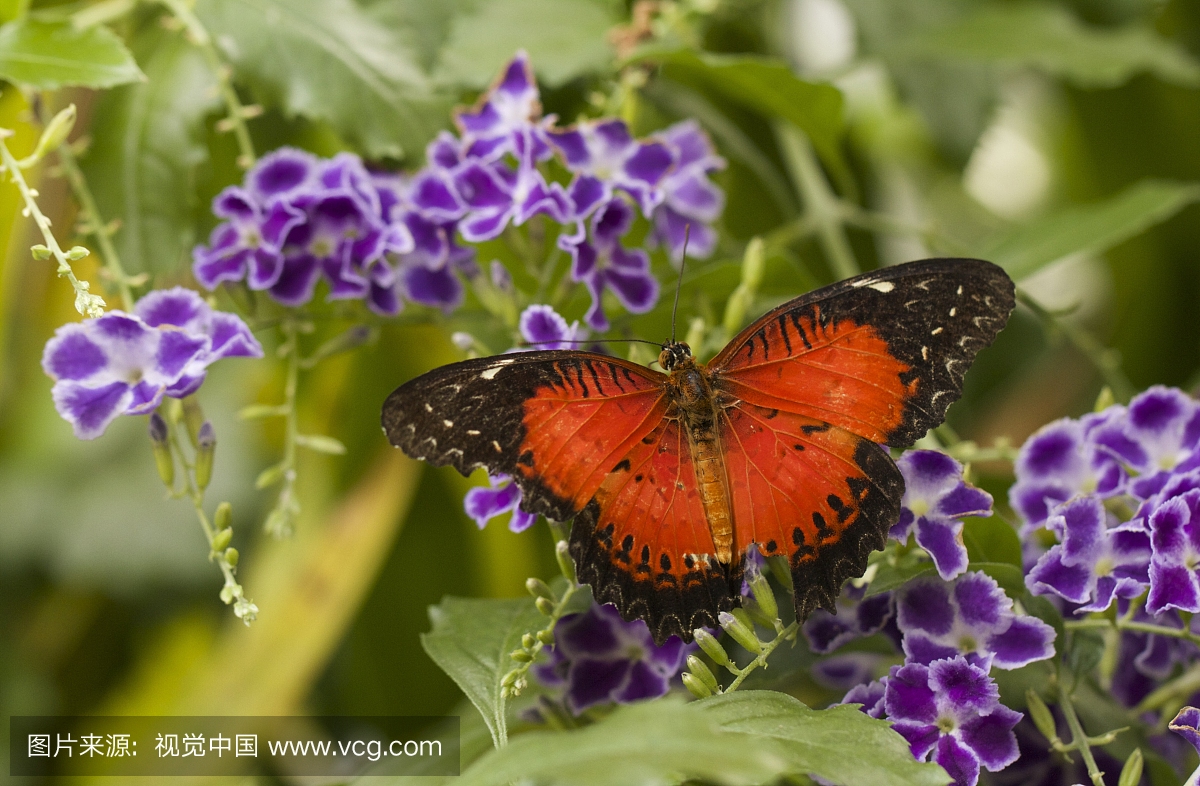 Vibrant Butterfly