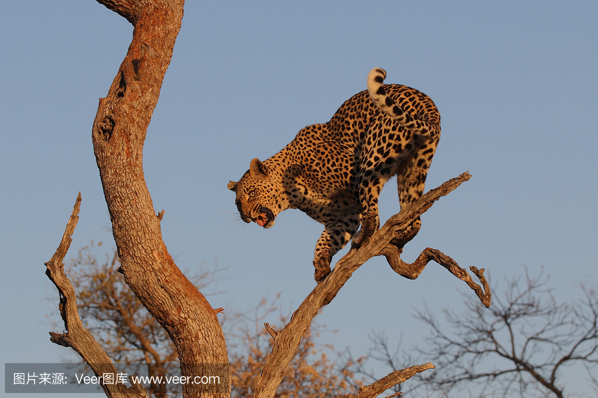 男性非洲豹在日出时在树