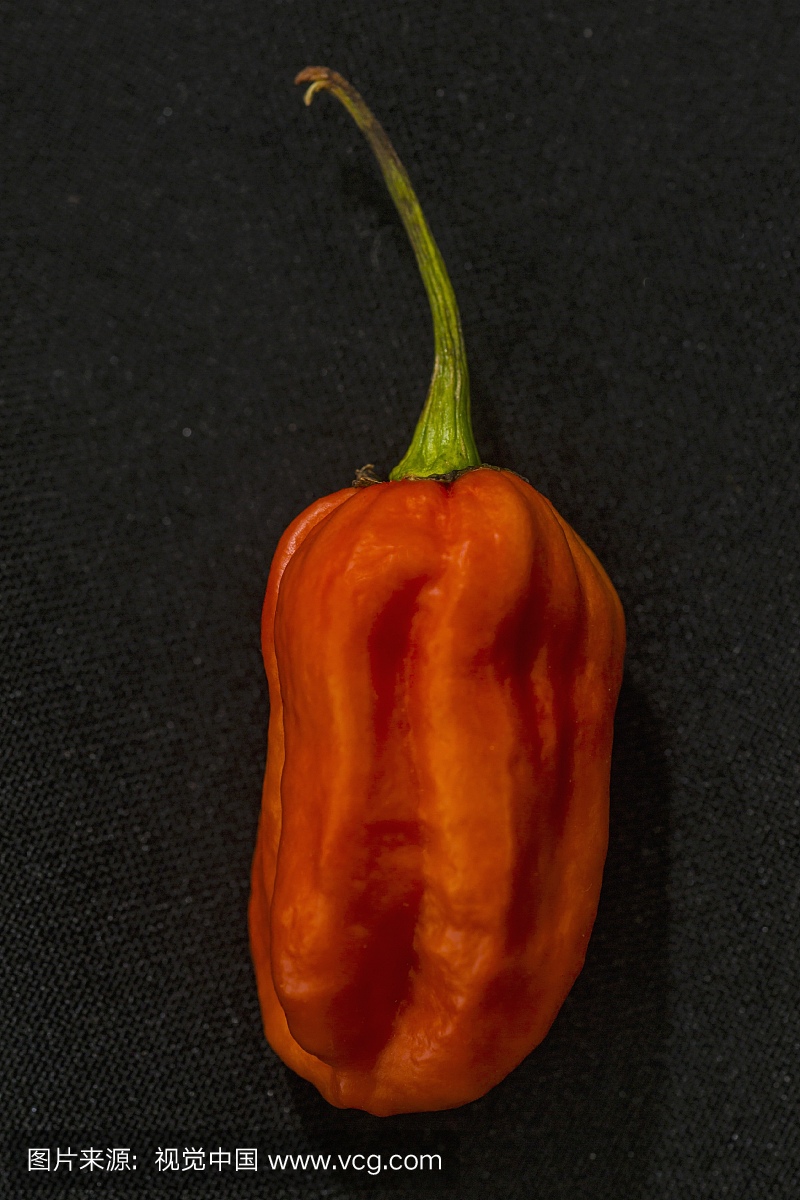 A Carolina Reaper chilli pepper