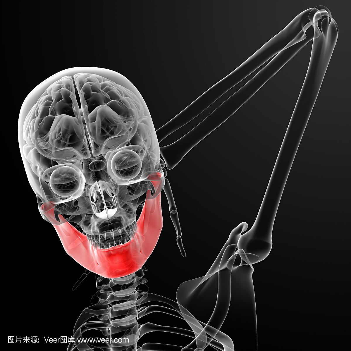 3d渲染的女性颚骨的插图