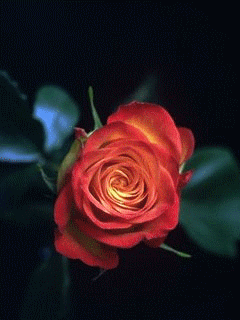 动态金鱼图片屏保