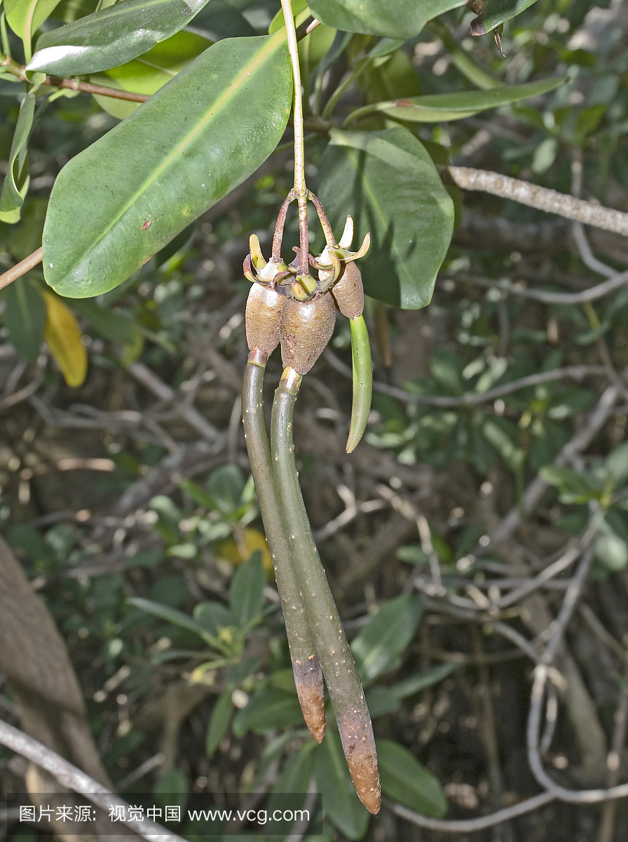 红树林(Rhizophora mangle)的果实,称为繁殖体