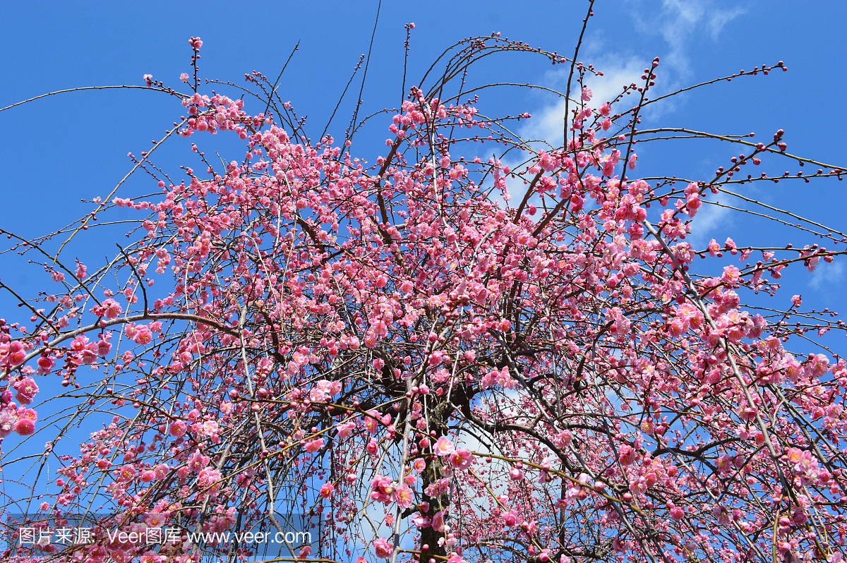 梅花树在三重奏