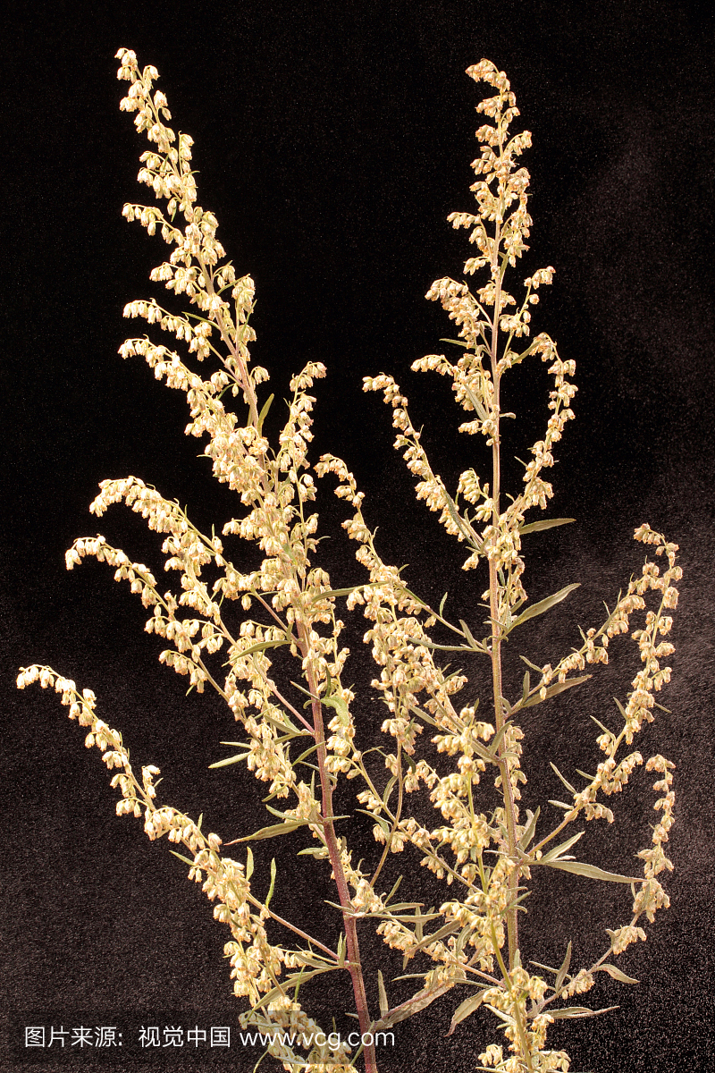 艾蒿或普通蒿木,寻常蒿,释放花粉。