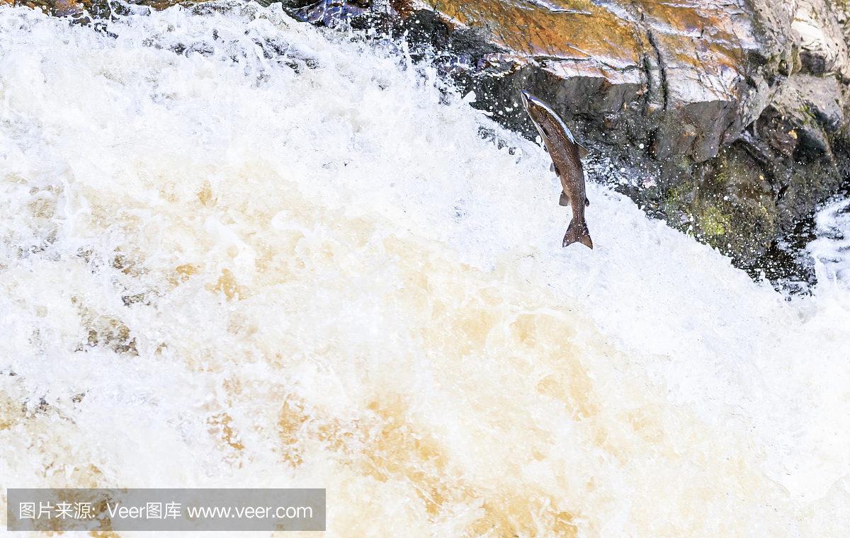 野生大西洋鲑鱼(salmo salar)跃过瀑布。