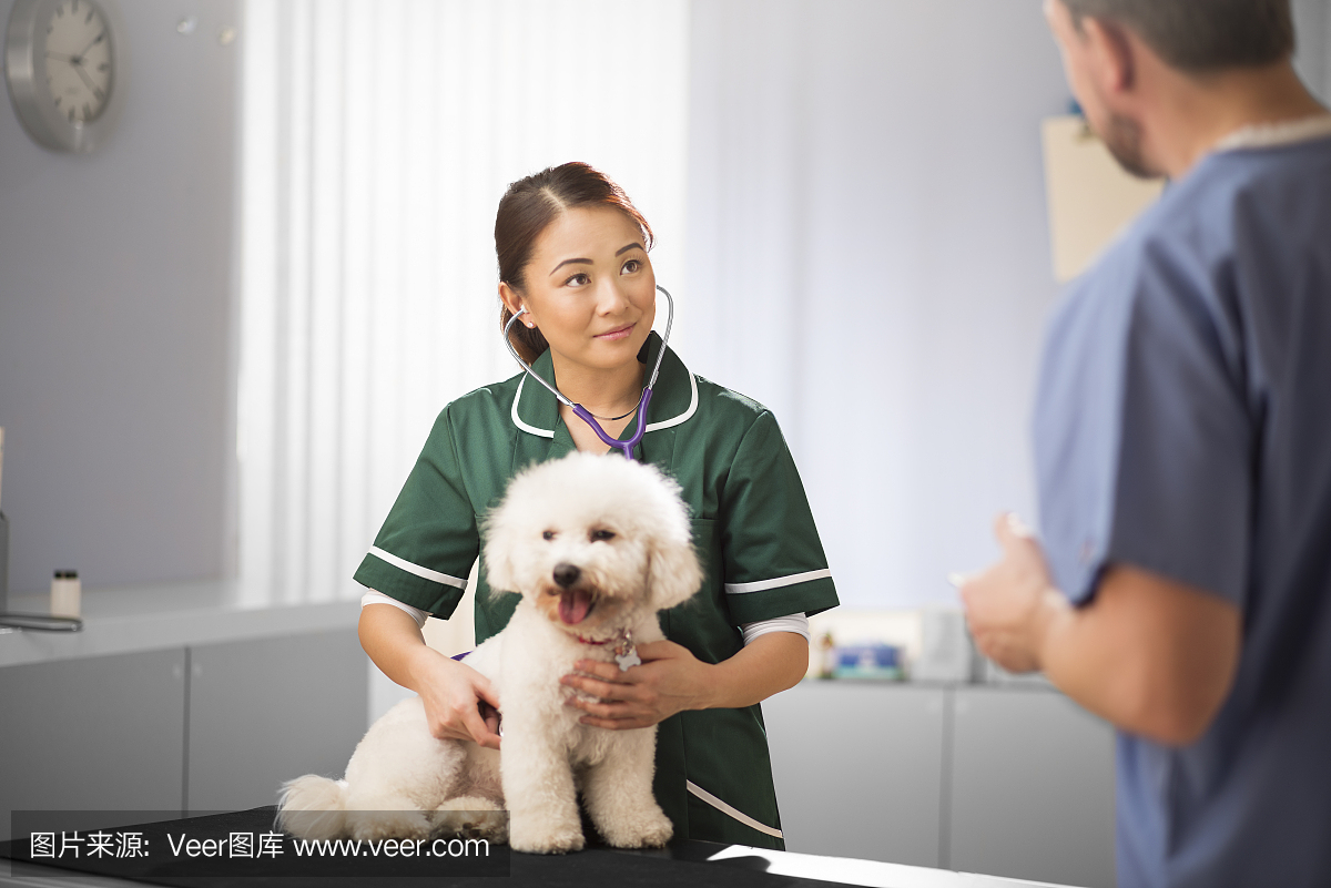 vet护士和狗咨询兽医