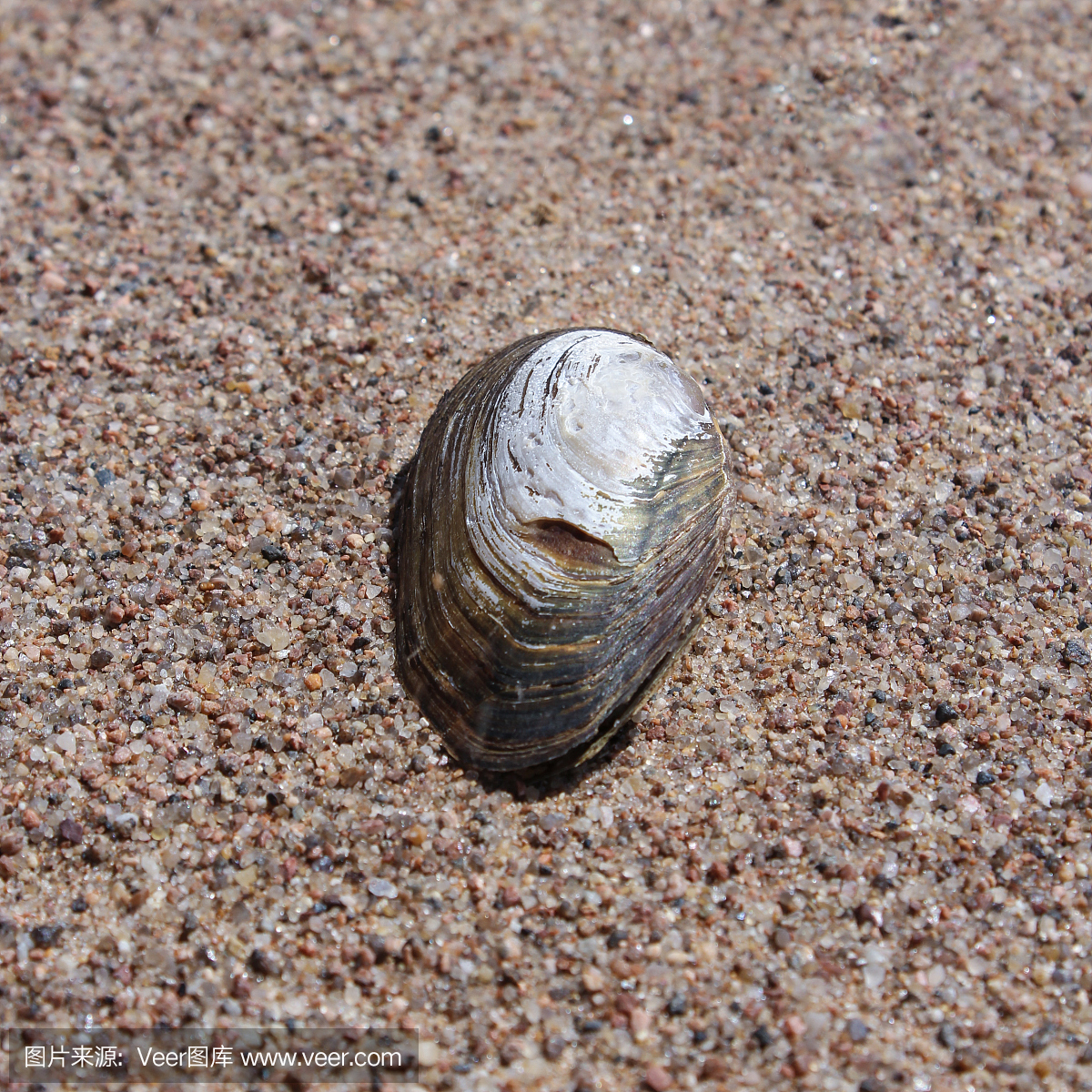 蛤壳在沙子里
