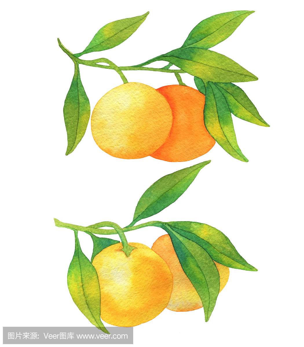设置与孤立在白色背景上的柑橘类水果橘子