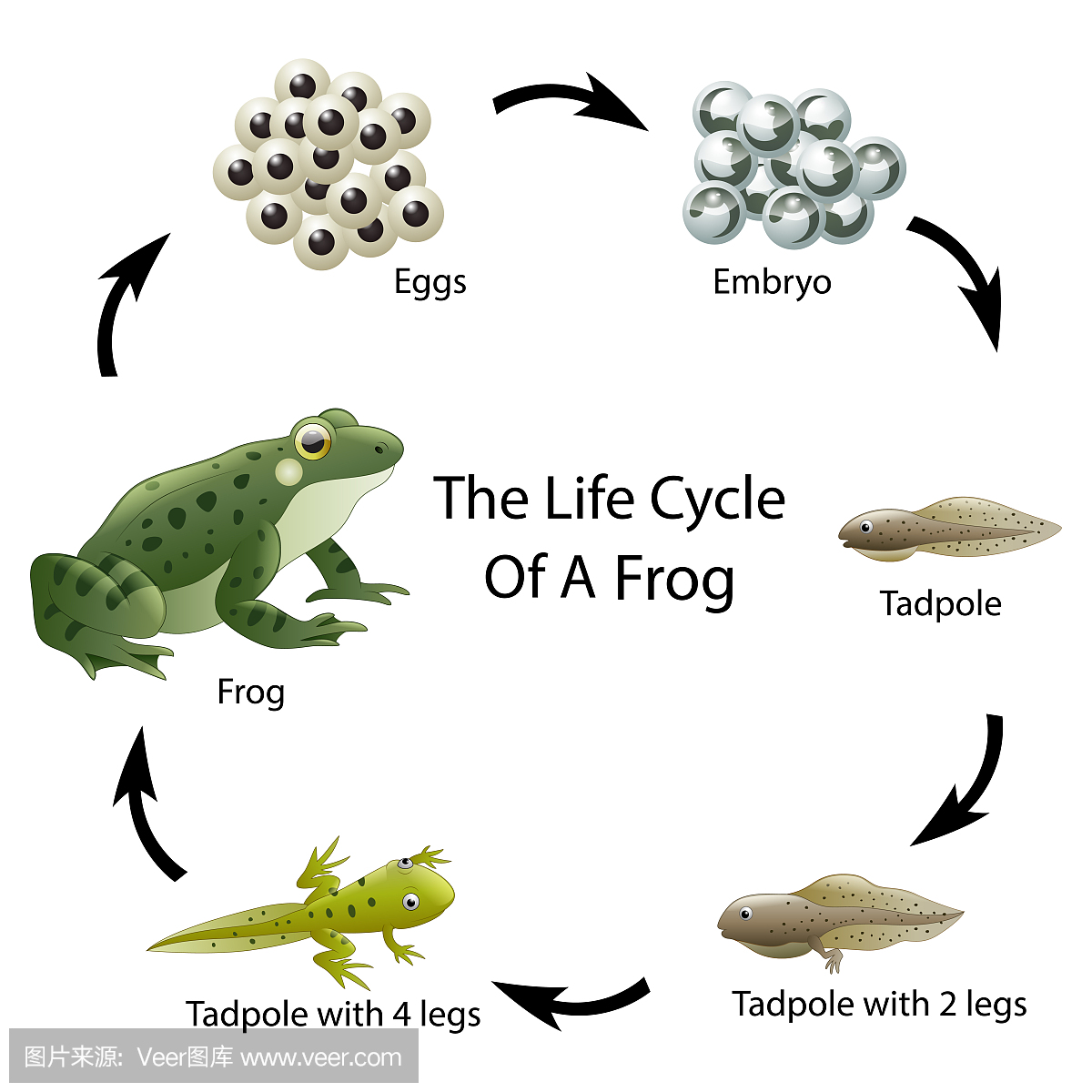 鱼子酱,黑鱼卵,鲟鳇鱼子酱,雪鱼籽