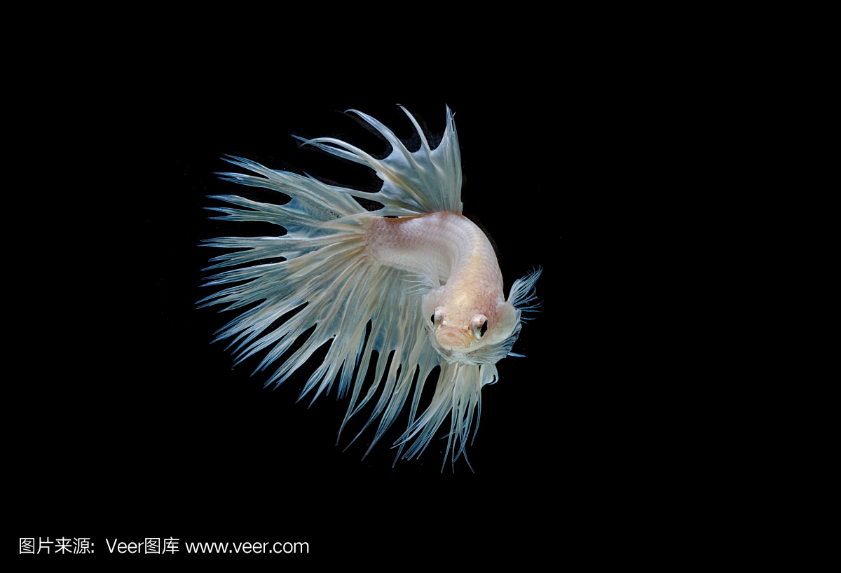 皇冠尾巴战斗鱼,孤立在黑色的暹罗斗鱼