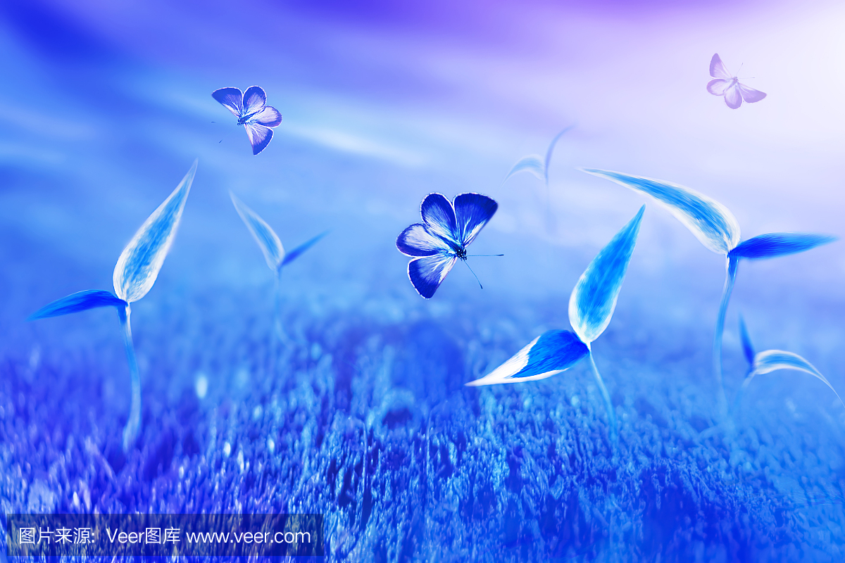 色蝴蝶和植物美丽的蓝色芽在梦幻般的花园里。