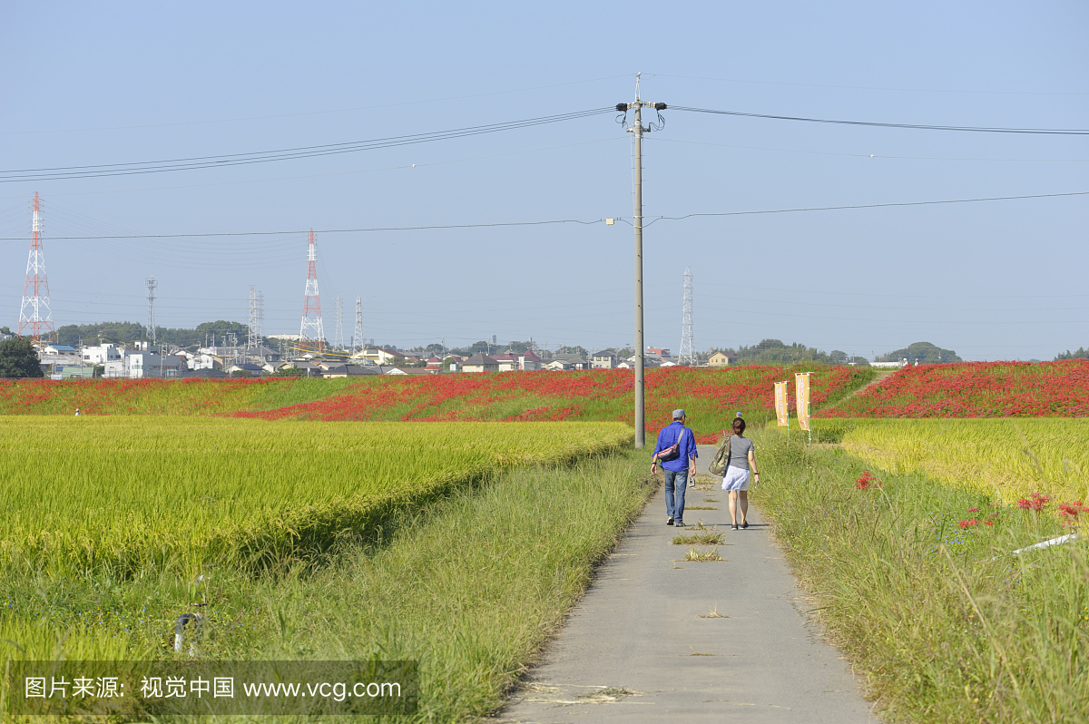 稻田,爱知县,户外,日本