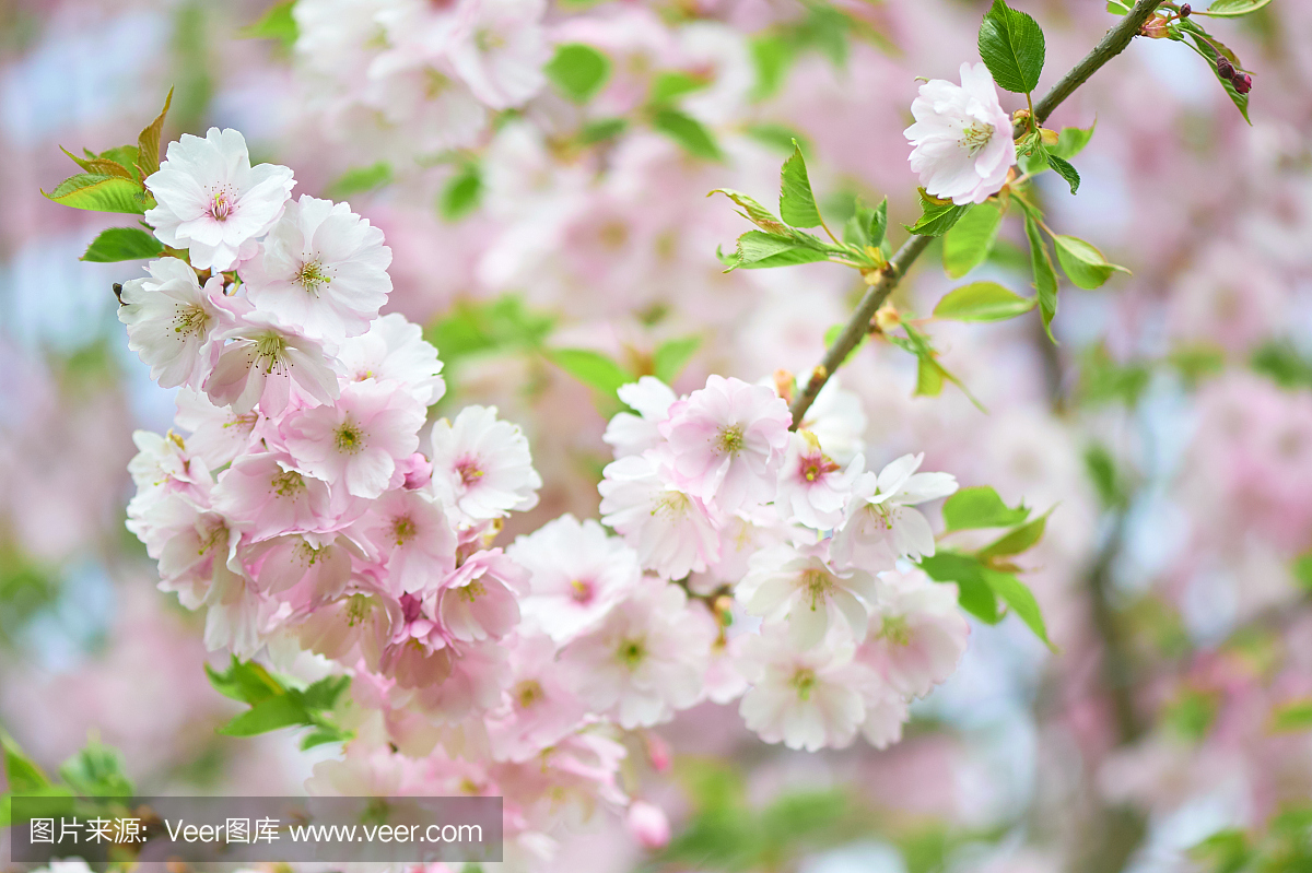 在北欧生长的日本樱花的晚期品种