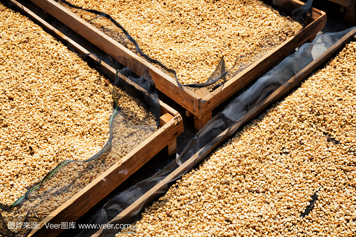 阿拉比卡咖啡豆在阳光下晒干。顶视图