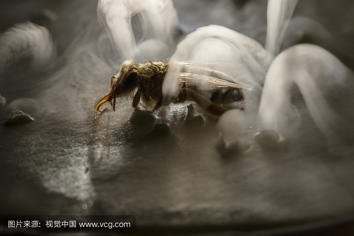 蜂蜜蜜蜂镇静至胸部,将放置一微升苯醚菊酯农