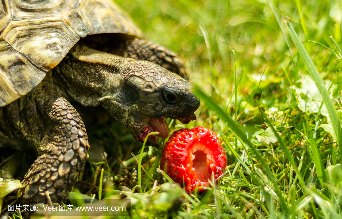 吃在领域的草龟特写镜头草莓