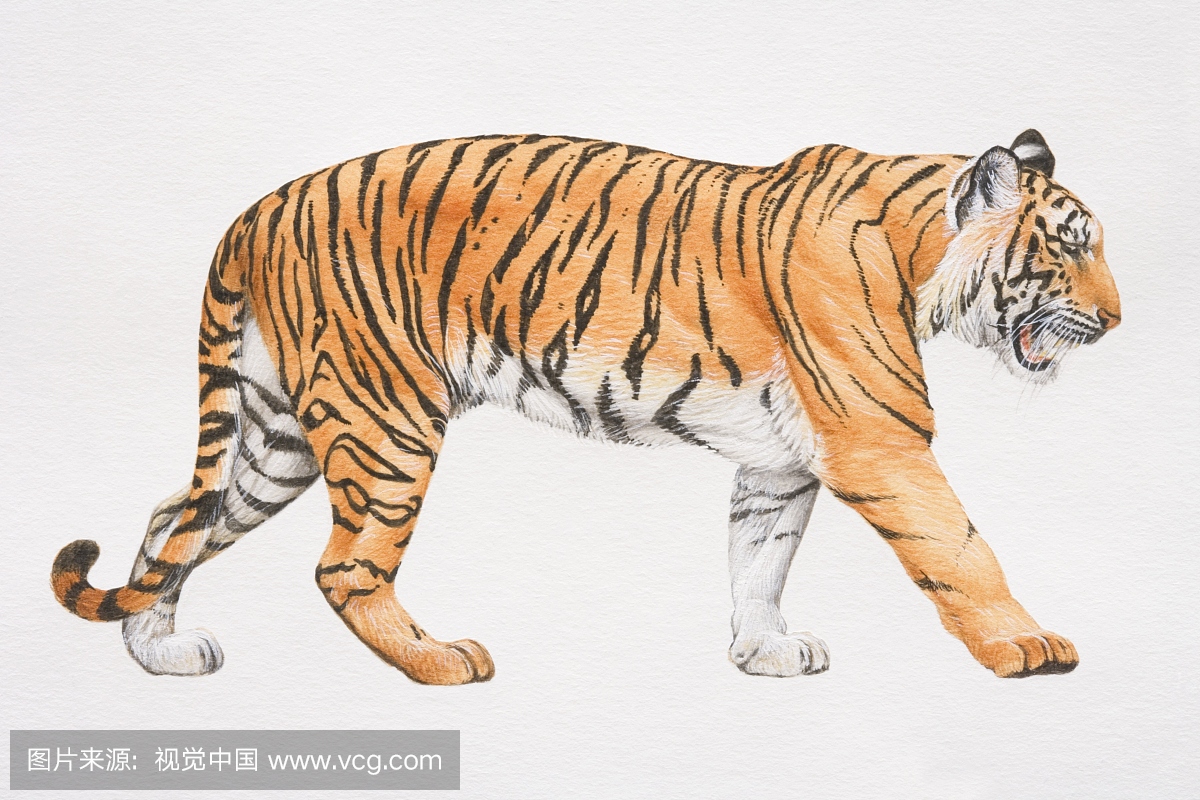 虎,老虎,插图画法,插图