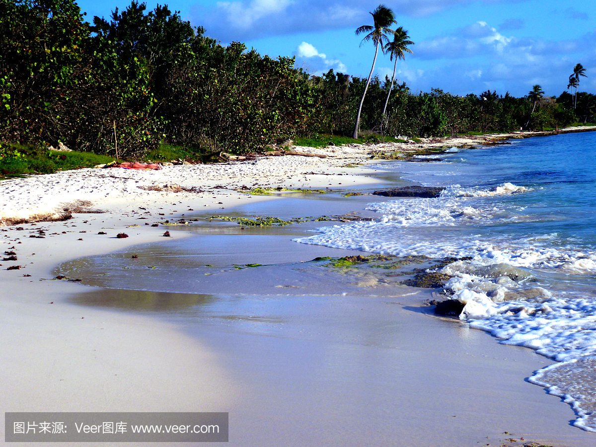 海滩与棕榈树在喜欢天堂背景,多米尼加共和国