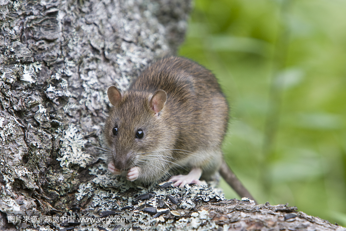 挪威老鼠(Rattus norvegicus)吃种子,加拿大新不