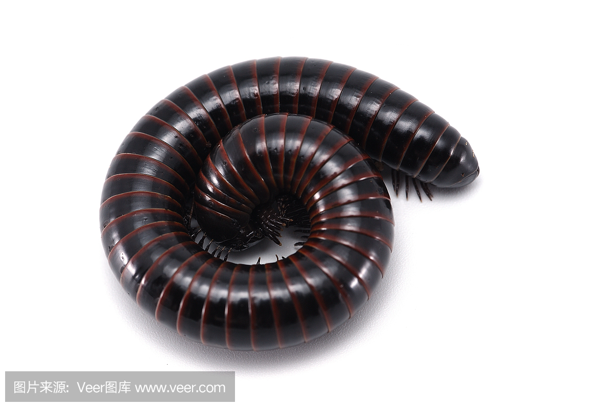 在白色背景上孤立的千足虫