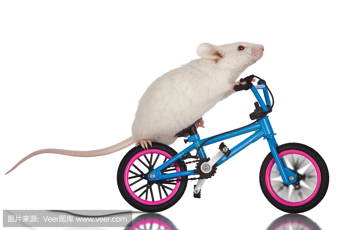 特技老鼠快速打破自行车技巧,脚轮胎滑雪,白色