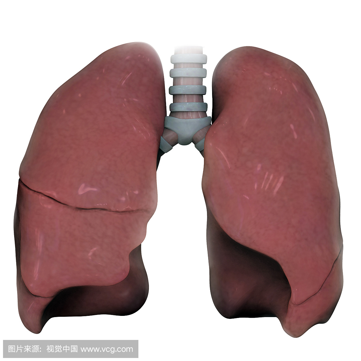 左右人体肺的3D模型。