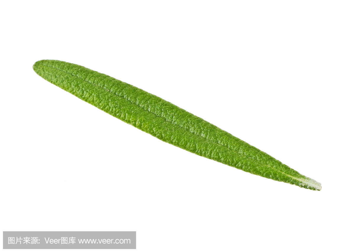 迷迭香叶在白色的背景下,关闭了孤立