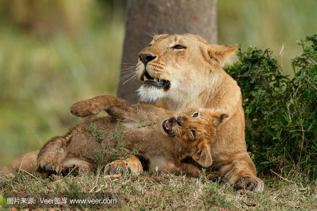 野生动物,狩猎动物,狮子,猫科动物